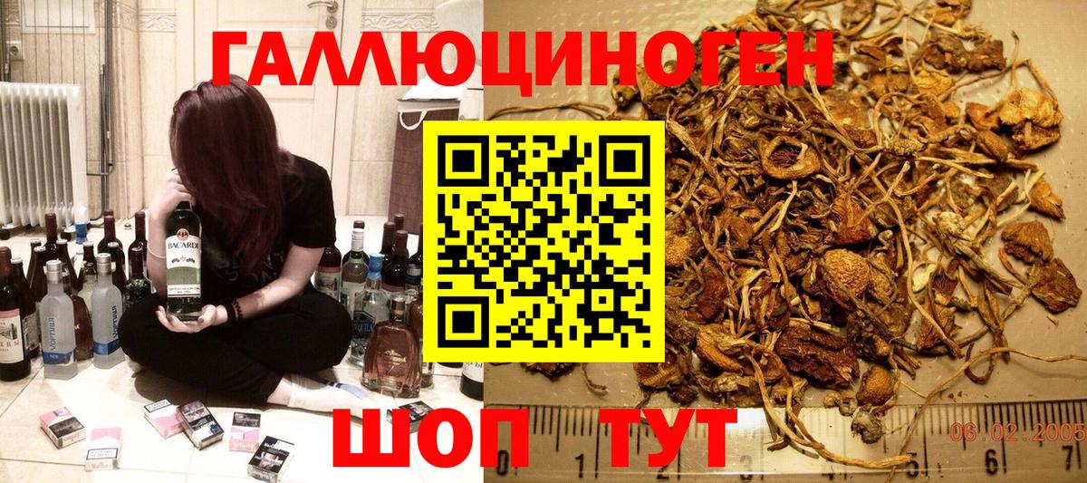 Звенигород  Псилоцибиновые грибы Psilocybine cubensis  Вход с VPN  Галлюциногенные грибы мицелий 